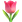 :チューリップ: