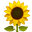 :sunflower: