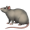 :rat: