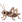 :コオロギ: