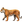 :tiger2: