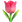 :チューリップ: