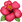 :ハイビスカス: