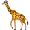 :giraffe_face: