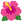 :ハイビスカス: