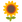 :ヒマワリ: