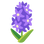 :ヒヤシンス: